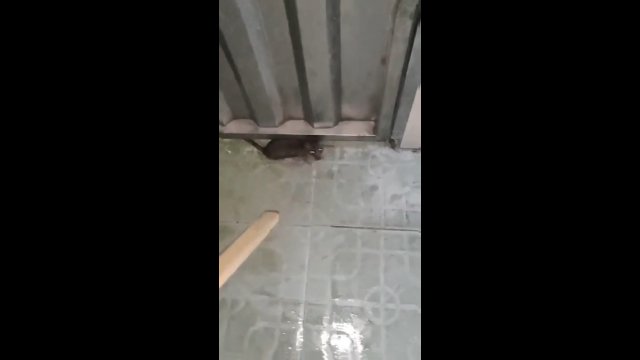 Kot przygląda się, jak jego właściciel próbuje pozbyć się szczura