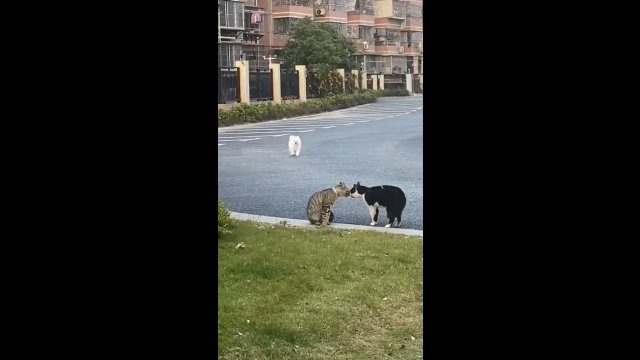 Piesek próbował zaprzyjaźnić się z dwoma kotami. Zobacz ich reakcję!