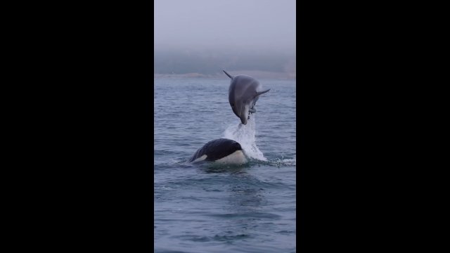Starcie na środku oceanu! Tak wygląda walka orki z delfinem [WIDEO]