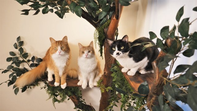 Siedlisko dla kotów w kształcicie drzewa