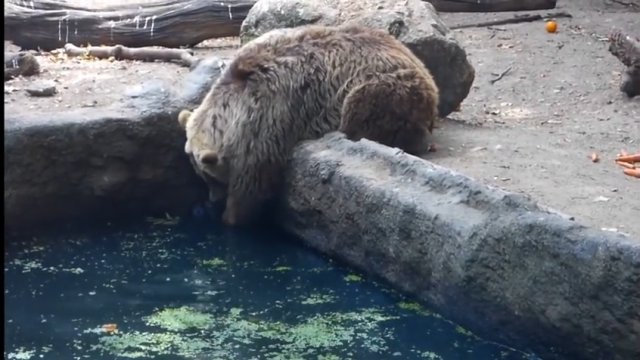 Niedźwiedź ratuje kruka przed utonięciem