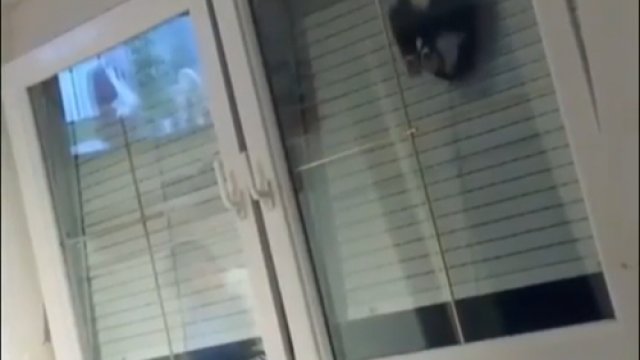 Kot ucieka z domu przez uchylone okno