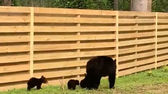 Mama niedźwiedzica ma łapy pełne roboty