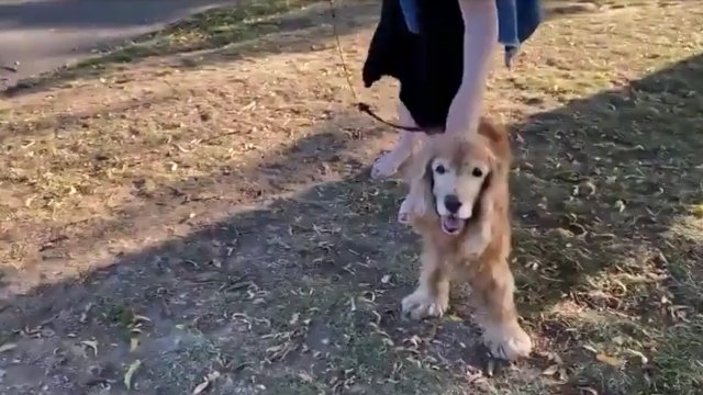 Niewidomy pies jest podekscytowany po zidentyfikowaniu właściciela przez powąchanie go
