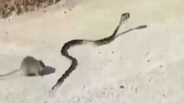 Szczur walczy z wężem by odzyskać swoje dziecko