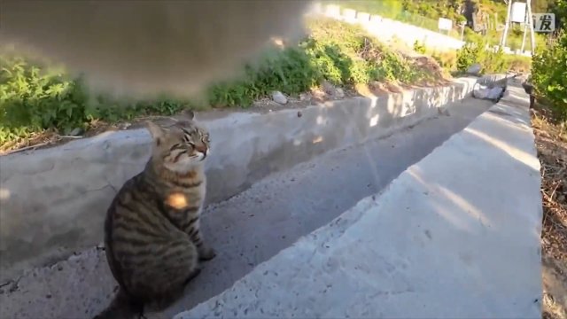 Dzień z życia kotów. Kamera przyczepiona do obroży pokazuje co robią koty