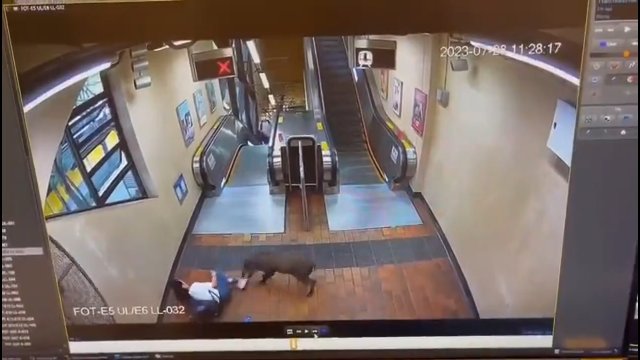 Dzik zaatakował pasażerów na stacji kolejowej w Hongkongu