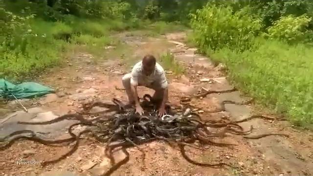 Wypuścił ponad 200 jadowitych węży