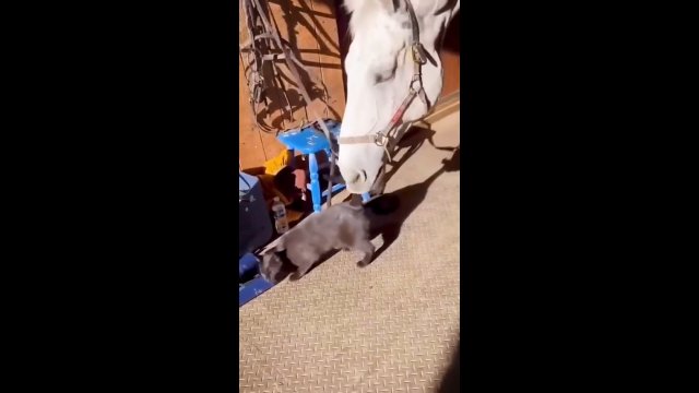 Wyjątkowo wredny koń próbował złapać kota za ogon [WIDEO]