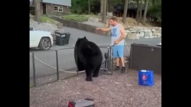 Pijany wujek wygonił niedźwiedzia z własnej imprezki. Sam zaprowadził go do furtki!