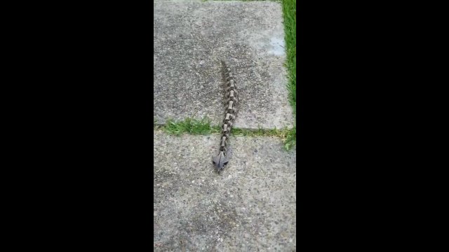 Żmija gabońska - jeden z najjadowitszych węży na świecie
