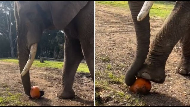 Słoń próbuje różnych metod, aby rozłupać dynię [WIDEO]