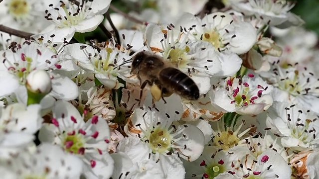Jak pszczoła formuje pyłkowe koszyczki?