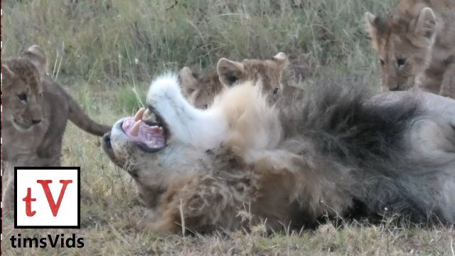Mały lew lubi drażnić swoich rodziców