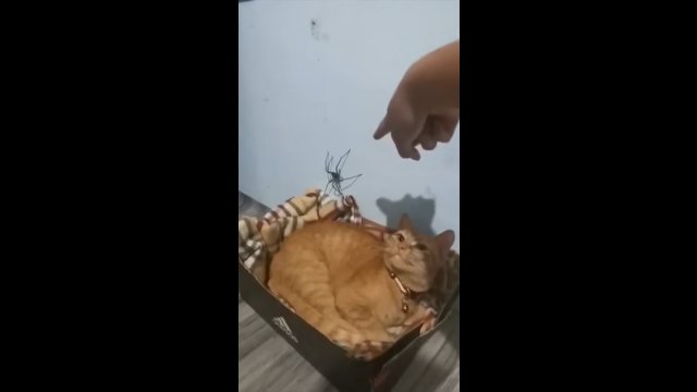 Reakcja kota na ogromnego pająka. Właściciel nie tego się spodziewał [WIDEO]