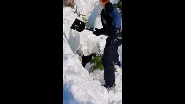 Facet ratuje łosia uwięzionego w śniegu