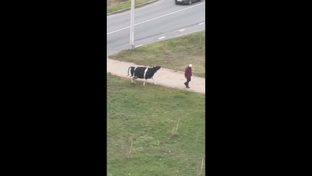 Ta osoba pomaga krowie przejść przez ulicę.