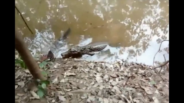 Węgorz elektryczny zabija aligatora który go próbował zjeść