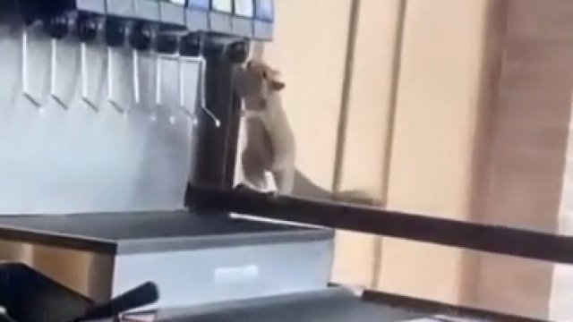 Wiewiórka podpija sobie pepsi z dyspensera