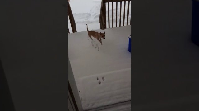 Nie jestem pewien, czy mój pies lubi śnieg