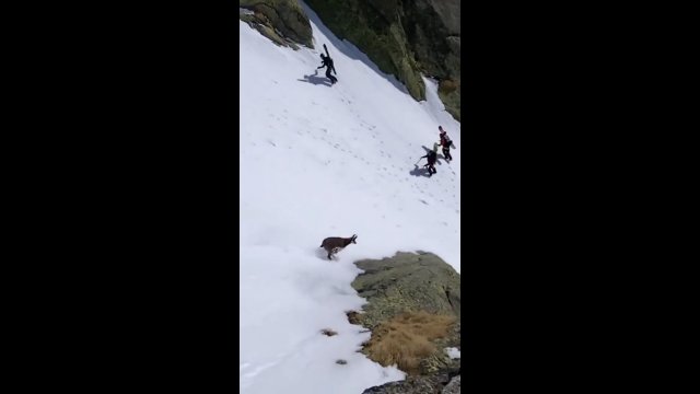 Kozica zbiegająca z góry pokrytej śniegiem potrafi osiągnąć szaloną prędkość [WIDEO]