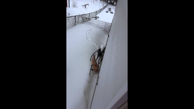 Kot chodzący po śniegu