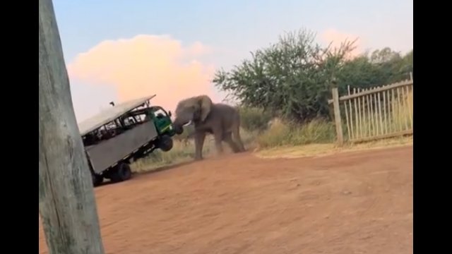 Wściekły słoń zaatakował samochód przewożący turystów [WIDEO]