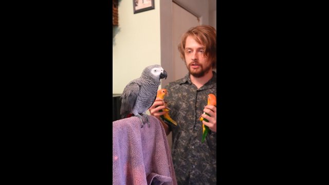 Genialna papuga, która potrafi nazywać różne przedmioty