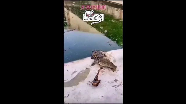 Zabawa z aligatorami za pomocą zdalnie sterowanej koparki