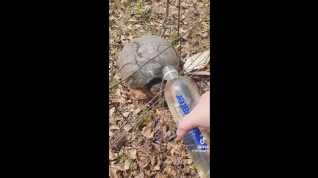Kiedy spotkasz spragnionego żółwika. "Daj jeszcze trochę!"