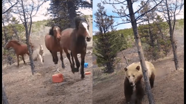 Niedźwiedź Grizzly zaciekle ścigał stado dzikich koni [WIDEO]