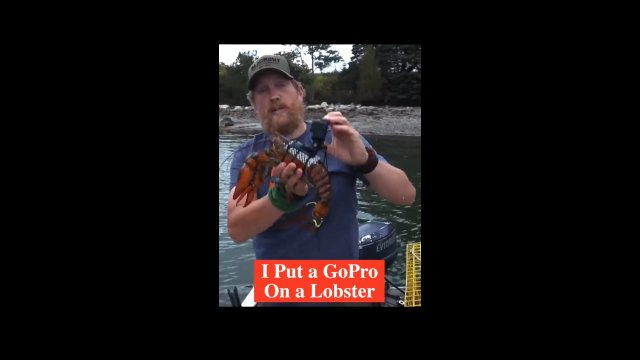 Mężczyzna przymocował GoPro do homara. Zobacz niezwykłe nagranie