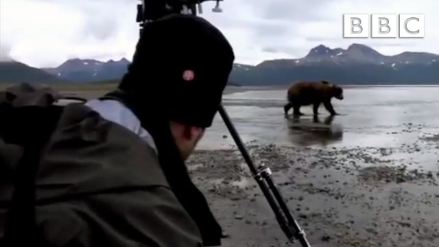 Wielki Grizzly 10 metrów od kamerzysty jak się zachować?