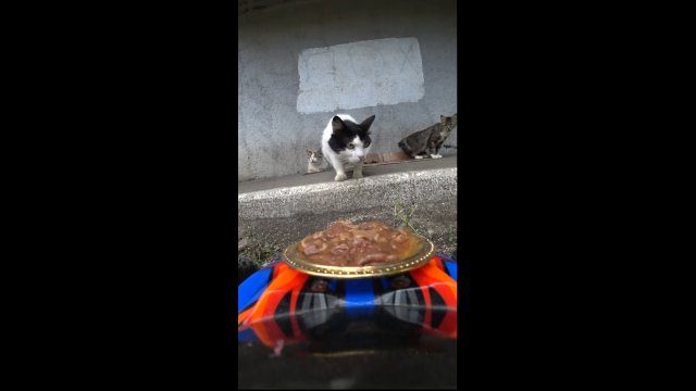 Dostawa jedzenia dla kotów za pomocą zdalnie sterowanego samochodzika