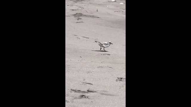 Ptak biegający po piasku wygląda naprawdę zabawnie