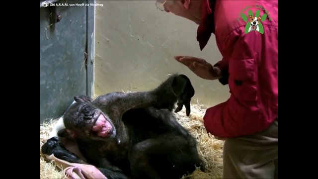 Wzruszające nagranie. Umierający szympans żegna się ze swoim dawnym opiekunem [VIDEO]