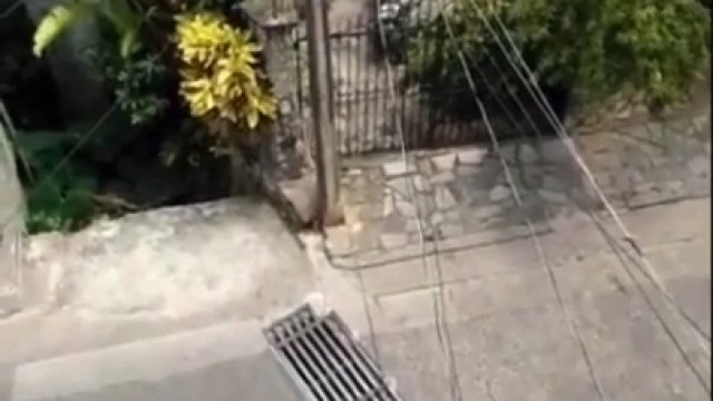 Szczur wyskoczył z balkonu, aby uciec przed człowiekiem