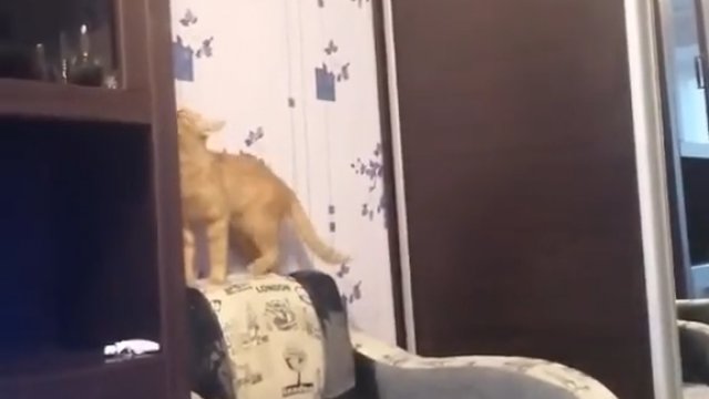 Kot wskakuje na szafę po swoją ulubioną maskotkę