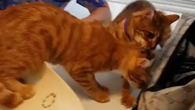 Kot ratuje przyjaciela i wyciąga go od weterynarza