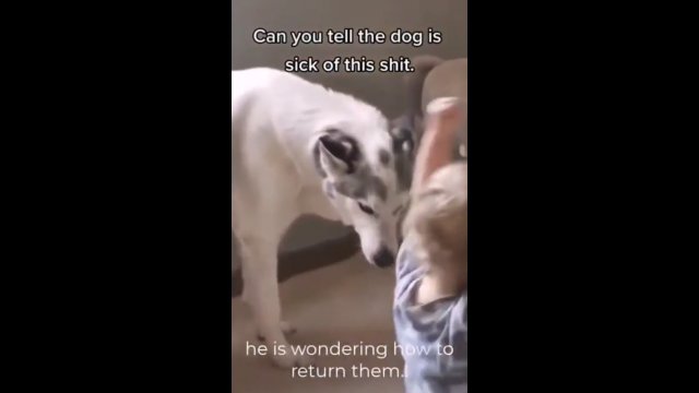 Zaskakująca reakcja psa na wygłupiające się dzieci [WIDEO]