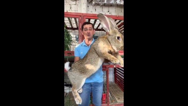 Tak wygląda 22-kilogramowy samiec flamandzkiego królika olbrzymiego. [VIDEO]