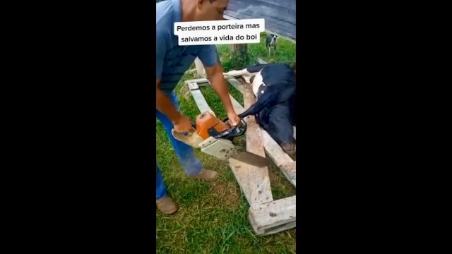 Mężczyzna ratuje krowę, której głowa utknęła w ogrodzeniu