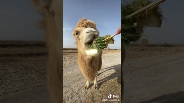 Wielbłądy uwielbiają jeść kaktusy z dużymi kolcami [WIDEO]