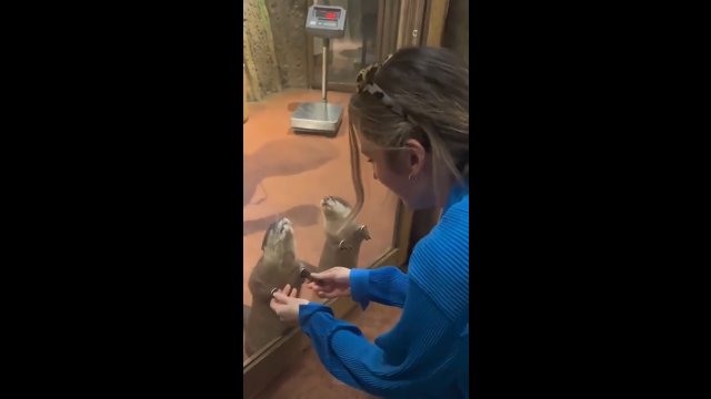 Wyjątkowe Zoo w Japonii, gdzie można trzymać wydry za ręce [WIDEO]