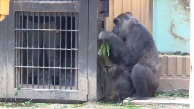 Młody goryl próbuje ukraść mamie jedzenie i zostaje ukarany przez tatę