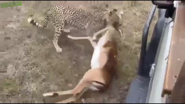 Gepard kontra antylopa. Brutalne polowanie uwiecznione na nagraniu