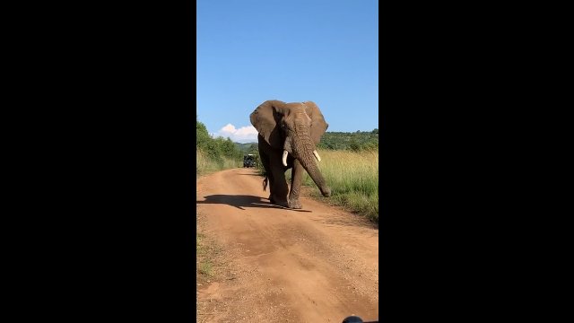 Szczęśliwy słoń relaksuje się podczas spaceru