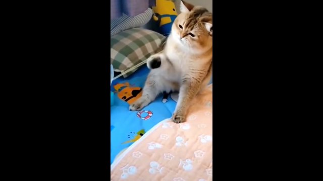 Zabawa w przeciąganie liny w wykonaniu kota [WIDEO]
