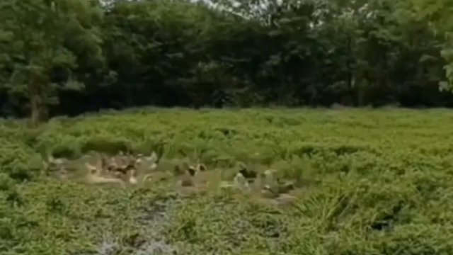 Nagranie pokazujące w przyśpieszeniu kaczki zjadające trawę