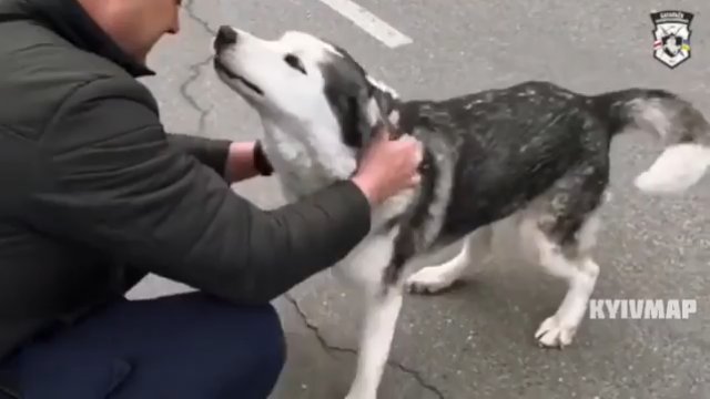 Zagubiony pies w Buczy w końcu znalazł swojego właściciela.